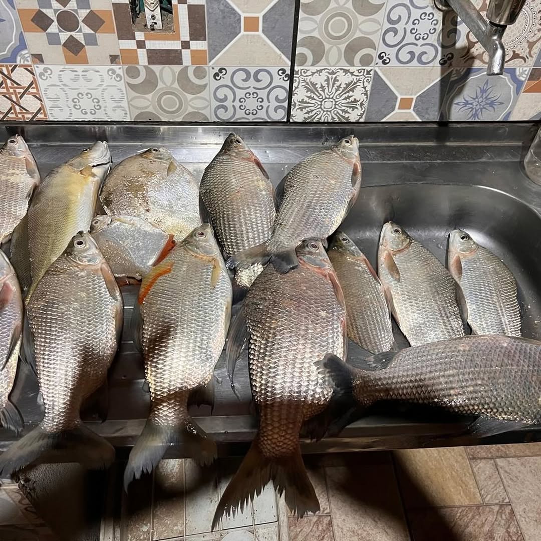 SnapInsta.to_469511067_24173939748963717_846660697721455836_n